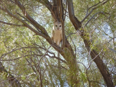 Tyto alba (Barn Owl) at Petermann, NT - 29 Nov 2012 by jks