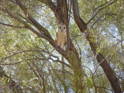 Tyto alba (Barn Owl) at Petermann, NT - 28 Nov 2012 by jks