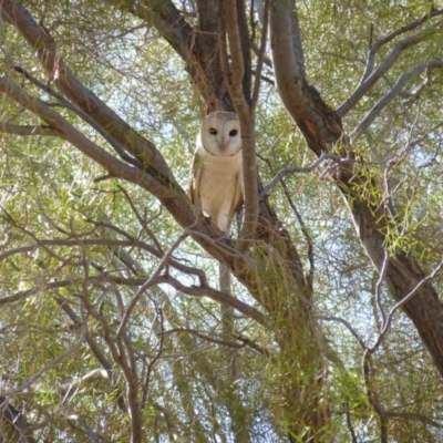 Tyto alba (Barn Owl) at Petermann, NT - 29 Nov 2012 by jks