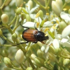 Phyllotocus navicularis (Nectar scarab) at Pollinator-friendly garden Conder - 30 Dec 2021 by michaelb