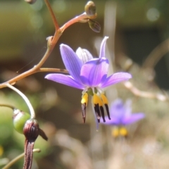 Dianella revoluta var. revoluta (Black-Anther Flax Lily) at Pollinator-friendly garden Conder - 30 Dec 2021 by michaelb