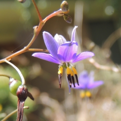 Dianella revoluta var. revoluta (Black-Anther Flax Lily) at Conder, ACT - 30 Dec 2021 by michaelb