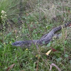 Varanus rosenbergi (Heath or Rosenberg's Monitor) at Booth, ACT - 12 Apr 2022 by BrianHerps