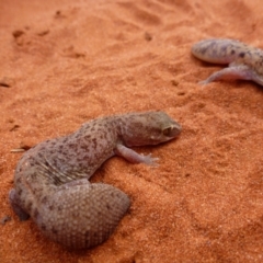 Diplodactylus conspicillatus (Fat-Tailed Diplodactylus) at Angas Downs IPA - 19 Nov 2012 by jksmits