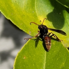 Polistes (Polistella) humilis (Common Paper Wasp) at Holt, ACT - 18 Apr 2022 by trevorpreston