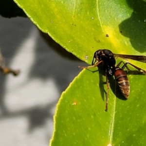 Polistes (Polistella) humilis at Holt, ACT - 18 Apr 2022