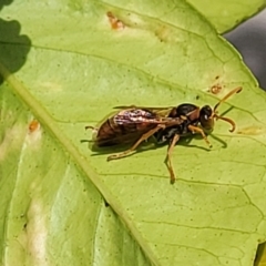 Polistes (Polistella) humilis at Holt, ACT - 18 Apr 2022