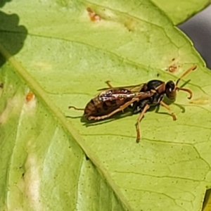 Polistes (Polistella) humilis at Holt, ACT - 18 Apr 2022 12:29 PM