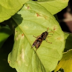 Polistes (Polistella) humilis at Holt, ACT - 18 Apr 2022 12:29 PM