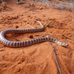 Brachyurophis fasciolatus fasciatus (Narrow-banded Shovel-nosed Snake) at Angas Downs IPA - 21 Nov 2012 by jks