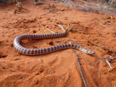 Brachyurophis fasciolatus fasciatus (Narrow-banded Shovel-nosed Snake) at Petermann, NT - 21 Nov 2012 by jksmits