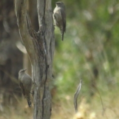 Climacteris picumnus victoriae (Brown Treecreeper) at Bellmount Forest, NSW - 18 Apr 2022 by TomW