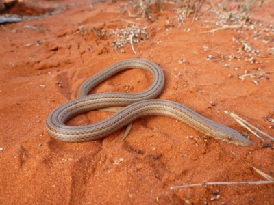 Lialis burtonis (Burton's Snake-lizard) at Petermann, NT - 21 Nov 2012 by jks