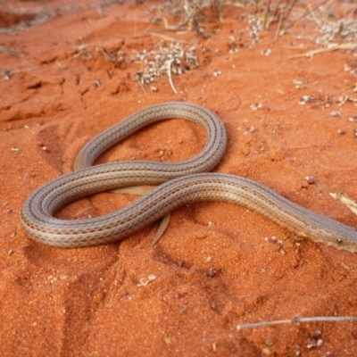 Lialis burtonis (Burton's Snake-lizard) at Angas Downs IPA - 21 Nov 2012 by jksmits