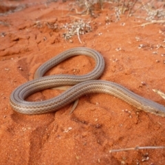 Lialis burtonis (Burton's Snake-lizard) at Petermann, NT - 21 Nov 2012 by jksmits