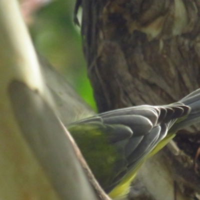 Falcunculus frontatus (Eastern Shrike-tit) at Bellmount Forest, NSW - 18 Apr 2022 by TomW