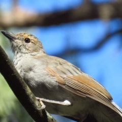 Colluricincla harmonica (Grey Shrikethrush) at Tidbinbilla Nature Reserve - 16 Apr 2022 by TomW