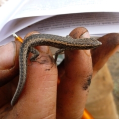 Cryptoblepharus australis (Inland Snake-eyed Skink) at Angas Downs IPA - 19 Nov 2012 by jksmits