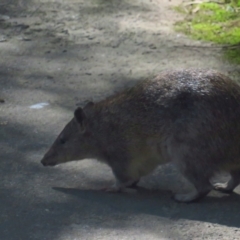 Isoodon obesulus (Southern Brown Bandicoot) at Paddys River, ACT - 16 Apr 2022 by TomW