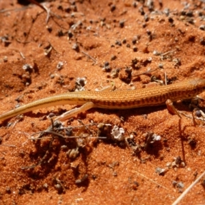 Ctenotus brooksi at Petermann, NT - 23 Mar 2012