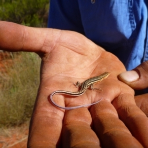 Ctenotus calurus at Petermann, NT - 26 Mar 2012