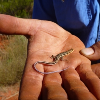 Ctenotus calurus (Blue-tailed Ctenotus) at Angas Downs IPA - 26 Mar 2012 by jksmits