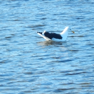 Larus dominicanus at Margate, TAS - 15 Jun 2019