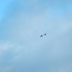 Aquila audax (Wedge-tailed Eagle) at Margate, TAS - 22 Jun 2019 by Amata