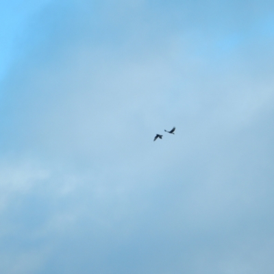 Aquila audax (Wedge-tailed Eagle) at Margate, TAS - 22 Jun 2019 by Birdy