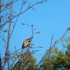 Carduelis carduelis (European Goldfinch) at Margate, TAS - 15 Jul 2019 by Birdy