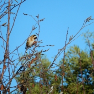 Carduelis carduelis at Margate, TAS - 15 Jul 2019