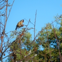 Carduelis carduelis at Margate, TAS - suppressed