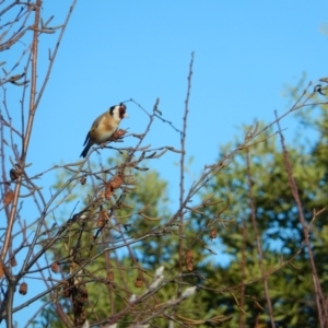 Carduelis carduelis at Margate, TAS - suppressed