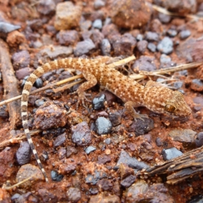 Heteronotia binoei (Bynoe's Gecko) at Angas Downs IPA - 27 Nov 2012 by jksmits