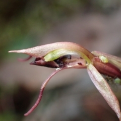 Chiloglottis reflexa (Short-clubbed Wasp Orchid) at Mount Jerrabomberra QP - 18 Apr 2022 by AnneG1