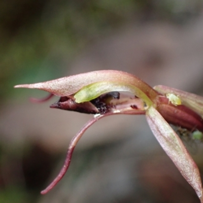 Chiloglottis reflexa (Short-clubbed Wasp Orchid) at Mount Jerrabomberra - 18 Apr 2022 by AnneG1