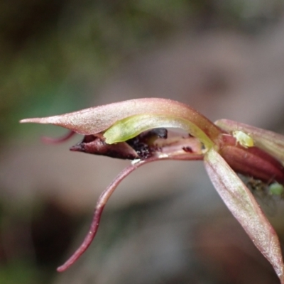 Chiloglottis reflexa (Short-clubbed Wasp Orchid) at Mount Jerrabomberra QP - 18 Apr 2022 by AnneG1