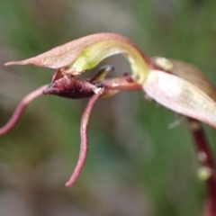 Chiloglottis reflexa at Jerrabomberra, NSW - 18 Apr 2022