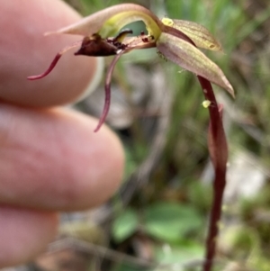 Chiloglottis reflexa at Jerrabomberra, NSW - suppressed