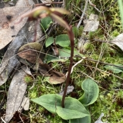 Chiloglottis reflexa at Jerrabomberra, NSW - suppressed