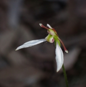 Eriochilus cucullatus at Jerrabomberra, NSW - suppressed