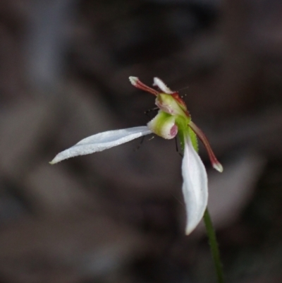 Eriochilus cucullatus (Parson's Bands) at Mount Jerrabomberra - 18 Apr 2022 by AnneG1