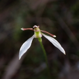 Eriochilus cucullatus at Jerrabomberra, NSW - suppressed