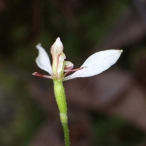 Eriochilus cucullatus at Jerrabomberra, NSW - 18 Apr 2022