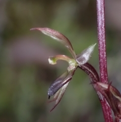 Acianthus exsertus (Large Mosquito Orchid) at Mount Jerrabomberra QP - 18 Apr 2022 by AnneG1