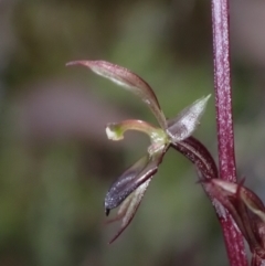 Acianthus exsertus (Large Mosquito Orchid) at Mount Jerrabomberra - 18 Apr 2022 by AnneG1