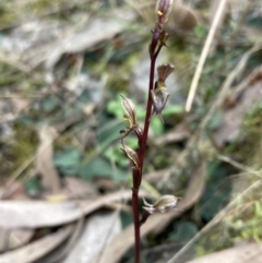 Acianthus exsertus at Jerrabomberra, NSW - 18 Apr 2022