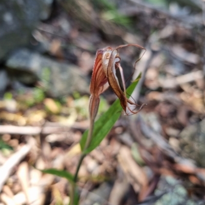 Diplodium coccinum (Scarlet Greenhood) at Kosciuszko National Park - 17 Apr 2022 by jpittock