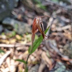 Diplodium coccinum (Scarlet greenhood) at Byadbo Wilderness, NSW - 17 Apr 2022 by jpittock