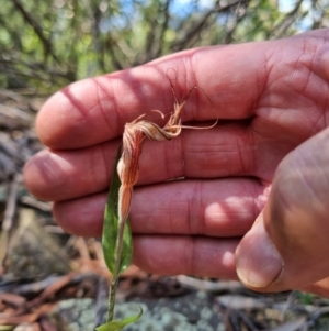 Diplodium coccinum at Byadbo Wilderness, NSW - 17 Apr 2022